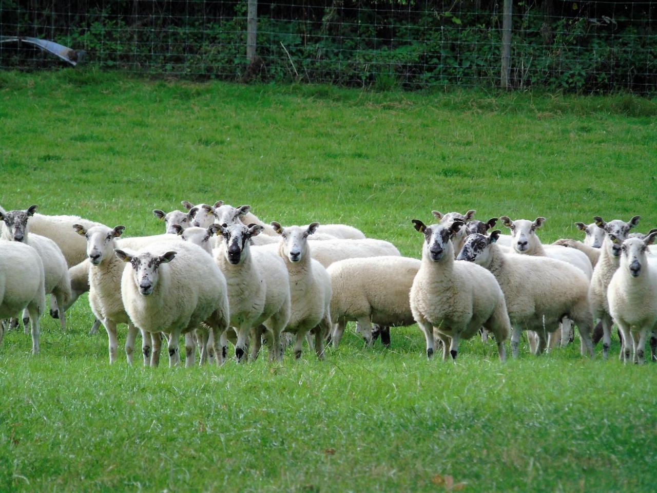 Pwllgwilym * Builth Wells